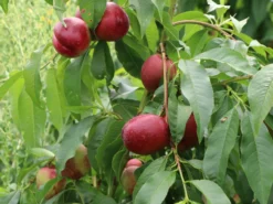 Nektarine 'Nektarose' -Deutschland Garten Funk Verkaufs-Shop nektarine nektarose m008194 w 4