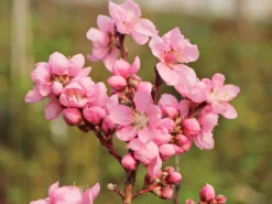 Nektarine 'Snow Queen' -Deutschland Garten Funk Verkaufs-Shop nektarine snow queen m063973 w 1