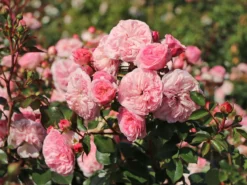 Nostalgie®-Beetrose 'Mariatheresia' ®