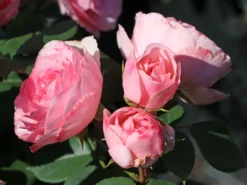 Nostalgie®-Beetrose 'Mariatheresia' ® -Deutschland Garten Funk Verkaufs-Shop nostalgie beetrose mariatheresia m005608 w 2