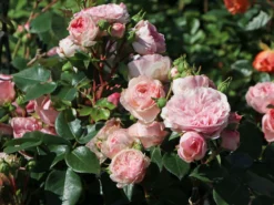 Nostalgie®-Beetrose 'Mariatheresia' ® -Deutschland Garten Funk Verkaufs-Shop nostalgie beetrose mariatheresia m005608 w 3