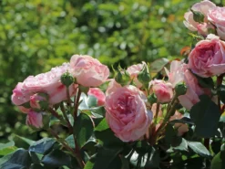 Nostalgie®-Beetrose 'Mariatheresia' ® -Deutschland Garten Funk Verkaufs-Shop nostalgie beetrose mariatheresia m005608 w 4