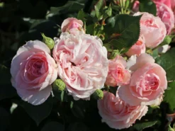 Nostalgie®-Beetrose 'Mariatheresia' ® -Deutschland Garten Funk Verkaufs-Shop nostalgie beetrose mariatheresia m005608 w 6