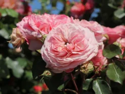 Nostalgie®-Beetrose 'Mariatheresia' ® -Deutschland Garten Funk Verkaufs-Shop nostalgie beetrose mariatheresia m005608 w 7