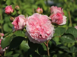 Nostalgie®-Beetrose 'Mariatheresia' ® -Deutschland Garten Funk Verkaufs-Shop nostalgie beetrose mariatheresia m005608 w 8