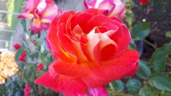 Nostalgie®-Beetrose 'Midsummer' ® -Deutschland Garten Funk Verkaufs-Shop nostalgie beetrose midsummer m052729 1355859 0