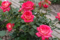 Nostalgie®-Beetrose 'Midsummer' ® -Deutschland Garten Funk Verkaufs-Shop nostalgie beetrose midsummer m052729 679254 0