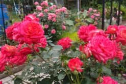 Nostalgie®-Beetrose 'Midsummer' ® -Deutschland Garten Funk Verkaufs-Shop nostalgie beetrose midsummer m052729 679254 1