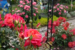 Nostalgie®-Beetrose 'Midsummer' ® -Deutschland Garten Funk Verkaufs-Shop nostalgie beetrose midsummer m052729 679254 2