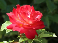 Nostalgie®-Beetrose 'Midsummer' ® -Deutschland Garten Funk Verkaufs-Shop nostalgie beetrose midsummer m052729 w 1