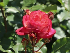 Nostalgie®-Beetrose 'Midsummer' ® -Deutschland Garten Funk Verkaufs-Shop nostalgie beetrose midsummer m052729 w 2