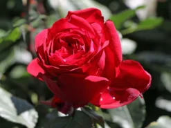 Nostalgie®-Edelrose 'Admiral' ®