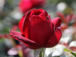 Nostalgie®-Edelrose 'Admiral' ® -Deutschland Garten Funk Verkaufs-Shop nostalgie edelrose admiral m101939 w 2