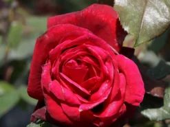 Nostalgie®-Edelrose 'Admiral' ® -Deutschland Garten Funk Verkaufs-Shop nostalgie edelrose admiral m101939 w 3