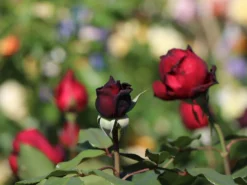 Nostalgie®-Edelrose 'Admiral' ® -Deutschland Garten Funk Verkaufs-Shop nostalgie edelrose admiral m101939 w 4