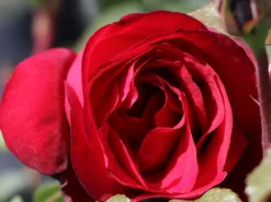 Nostalgie®-Edelrose 'Admiral' ® -Deutschland Garten Funk Verkaufs-Shop nostalgie edelrose admiral m101939 w 5