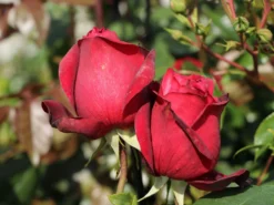 Nostalgie®-Edelrose 'Admiral' ® -Deutschland Garten Funk Verkaufs-Shop nostalgie edelrose admiral m101939 w 6