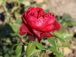 Nostalgie®-Edelrose 'Admiral' ® -Deutschland Garten Funk Verkaufs-Shop nostalgie edelrose admiral m101939 w 7