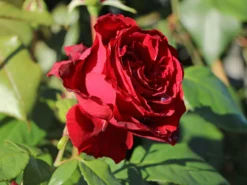 Nostalgie®-Edelrose 'Admiral' ® -Deutschland Garten Funk Verkaufs-Shop nostalgie edelrose admiral m101939 w 8