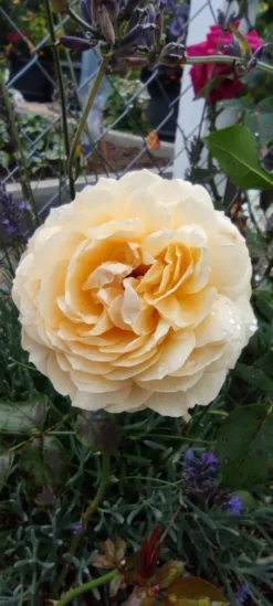 Nostalgie®-Edelrose 'Capri' ® -Deutschland Garten Funk Verkaufs-Shop nostalgie edelrose capri m094369 1385065 0