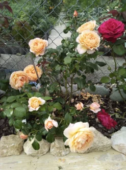 Nostalgie®-Edelrose 'Capri' ® -Deutschland Garten Funk Verkaufs-Shop nostalgie edelrose capri m094369 1385065 1