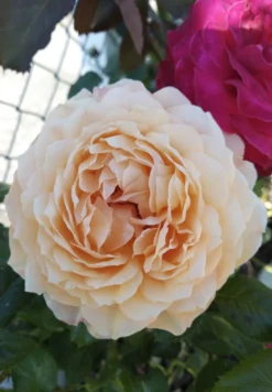 Nostalgie®-Edelrose 'Capri' ® -Deutschland Garten Funk Verkaufs-Shop nostalgie edelrose capri m094369 1385065 2