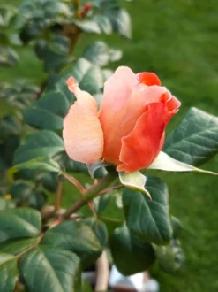 Nostalgie®-Edelrose 'Capri' ® -Deutschland Garten Funk Verkaufs-Shop nostalgie edelrose capri m094369 193676 0