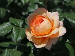 Nostalgie®-Edelrose 'Capri' ®