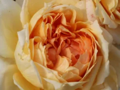 Nostalgie®-Edelrose 'Capri' ® -Deutschland Garten Funk Verkaufs-Shop nostalgie edelrose capri m094369 w 0