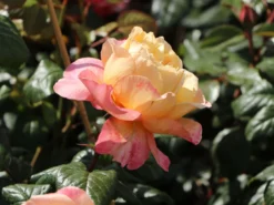 Nostalgie®-Edelrose 'Capri' ® -Deutschland Garten Funk Verkaufs-Shop nostalgie edelrose capri m094369 w 1