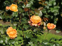 Nostalgie®-Edelrose 'Capri' ® -Deutschland Garten Funk Verkaufs-Shop nostalgie edelrose capri m094369 w 10