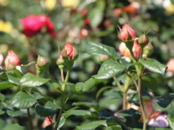 Nostalgie®-Edelrose 'Capri' ® -Deutschland Garten Funk Verkaufs-Shop nostalgie edelrose capri m094369 w 2