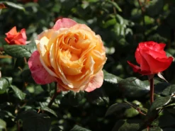 Nostalgie®-Edelrose 'Capri' ® -Deutschland Garten Funk Verkaufs-Shop nostalgie edelrose capri m094369 w 3