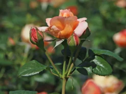 Nostalgie®-Edelrose 'Capri' ® -Deutschland Garten Funk Verkaufs-Shop nostalgie edelrose capri m094369 w 4