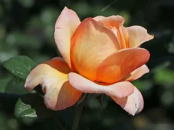 Nostalgie®-Edelrose 'Capri' ® -Deutschland Garten Funk Verkaufs-Shop nostalgie edelrose capri m094369 w 7