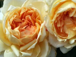 Nostalgie®-Edelrose 'Capri' ® -Deutschland Garten Funk Verkaufs-Shop nostalgie edelrose capri m094369 w 8