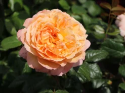 Nostalgie®-Edelrose 'Capri' ® -Deutschland Garten Funk Verkaufs-Shop nostalgie edelrose capri m094369 w 9