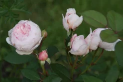 Nostalgie®-Edelrose 'Charming Piano' ® -Deutschland Garten Funk Verkaufs-Shop nostalgie edelrose charming piano m080635 957317 0