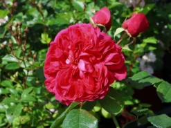 Nostalgie®-Edelrose 'Deep Love' ®
