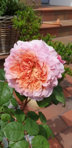 Nostalgie®-Edelrose 'Eisvogel' ® -Deutschland Garten Funk Verkaufs-Shop nostalgie edelrose eisvogel m101958 401538 0