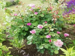 Nostalgie®-Edelrose 'Eisvogel' ® -Deutschland Garten Funk Verkaufs-Shop nostalgie edelrose eisvogel m101958 651255 0