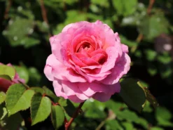 Nostalgie®-Edelrose 'Eisvogel' ® -Deutschland Garten Funk Verkaufs-Shop nostalgie edelrose eisvogel m101958 w 0