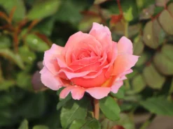 Nostalgie®-Edelrose 'Eisvogel' ® -Deutschland Garten Funk Verkaufs-Shop nostalgie edelrose eisvogel m101958 w 1