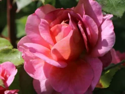 Nostalgie®-Edelrose 'Eisvogel' ® -Deutschland Garten Funk Verkaufs-Shop nostalgie edelrose eisvogel m101958 w 2