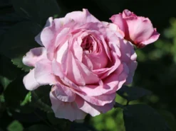 Nostalgie®-Edelrose 'Eisvogel' ® -Deutschland Garten Funk Verkaufs-Shop nostalgie edelrose eisvogel m101958 w 3