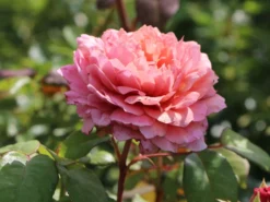 Nostalgie®-Edelrose 'Eisvogel' ® -Deutschland Garten Funk Verkaufs-Shop nostalgie edelrose eisvogel m101958 w 5