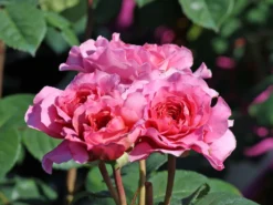 Nostalgie®-Edelrose 'Eisvogel' ® -Deutschland Garten Funk Verkaufs-Shop nostalgie edelrose eisvogel m101958 w 6