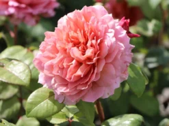 Nostalgie®-Edelrose 'Eisvogel' ® -Deutschland Garten Funk Verkaufs-Shop nostalgie edelrose eisvogel m101958 w 7