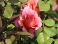 Nostalgie®-Edelrose 'Eisvogel' ® -Deutschland Garten Funk Verkaufs-Shop nostalgie edelrose eisvogel m101958 w 8