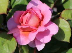 Nostalgie®-Edelrose 'Eisvogel' ® -Deutschland Garten Funk Verkaufs-Shop nostalgie edelrose eisvogel m101958 w 9